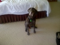 Chester looking up in bedroom