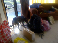 Chester sniffing backpacks 2012