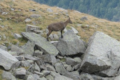 1 Sep Ceresole Reale32.JPG