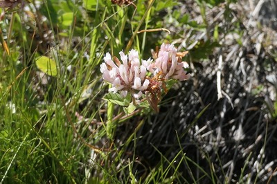 28 Aug Rifugio Benevolo41.JPG