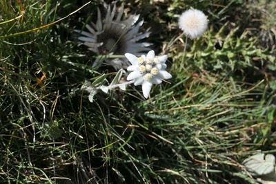 28 Aug Rifugio Benevolo42.JPG