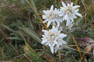 29 Aug Rifugio Savoia5.JPG