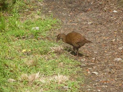 22 Mar Heaphy Hut4.jpg