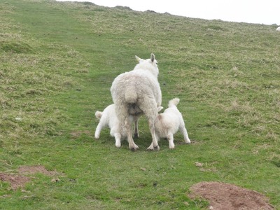 13th April  Combe Martin22.JPG