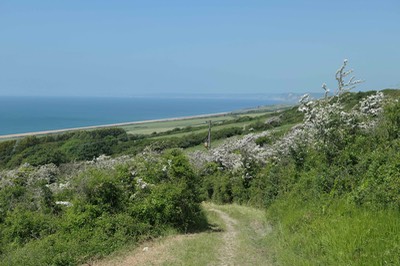 1st June Abbotsbury5166