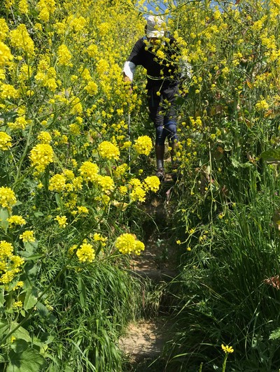 5th June Ian in rapeseed plants iphone