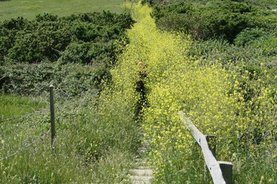 5th June Swanage5274